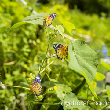 Motyl choinkowy